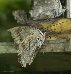 Archaeoprepona amphimachus