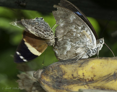 Archaeoprepona demophon