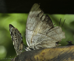 Archaeoprepona amphimachus
