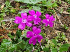 Glandularia canadensis
