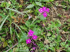 Glandularia canadensis