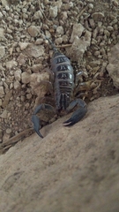 Scorpionoidea