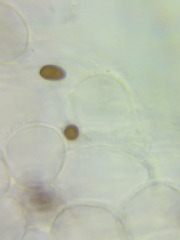 Psathyrella saccharinophila
