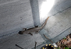 Triturus carnifex