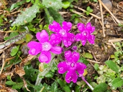 Glandularia canadensis