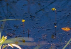 Utricularia australis