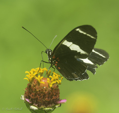 Heliconius sara