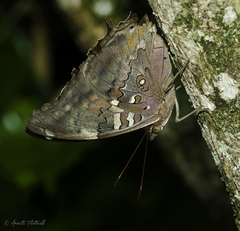 Historis acheronta