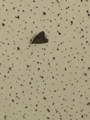 Hypena scabra
