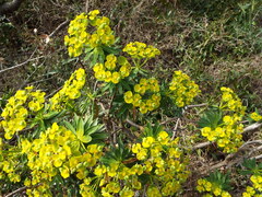 Euphorbia dendroides