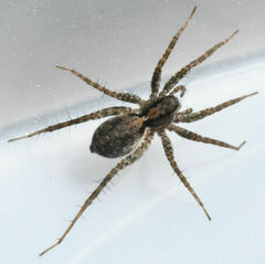 Pardosa milvina