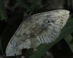 Anticarsia gemmatalis