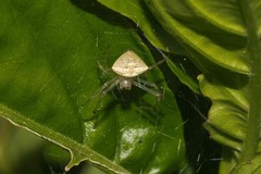 Verrucosa