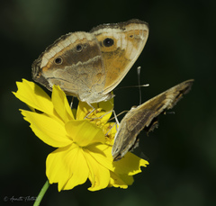 Junonia zonalis