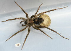 Pardosa milvina