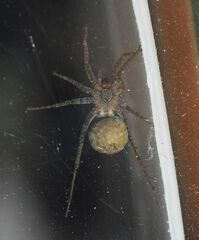 Pardosa milvina