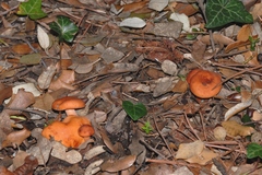 Lactarius atlanticus