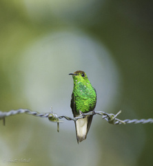 Microchera cupreiceps