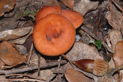 Lactarius atlanticus