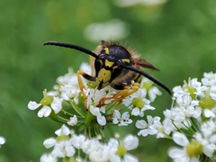 Dolichovespula sylvestris