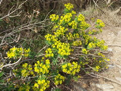 Euphorbia dendroides