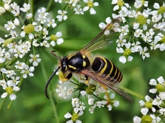Dolichovespula sylvestris