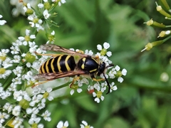 Dolichovespula sylvestris