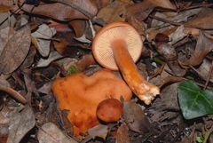 Lactarius atlanticus