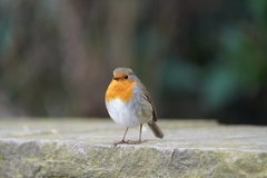 Erithacus rubecula