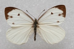 Talbotia naganum cisseis