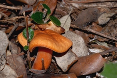 Lactarius atlanticus