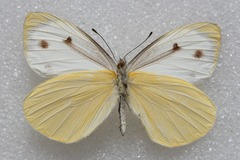 Talbotia naganum cisseis