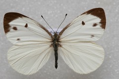 Talbotia naganum cisseis