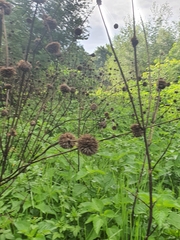 Leonotis nepetifolia