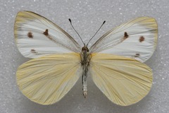Talbotia naganum cisseis
