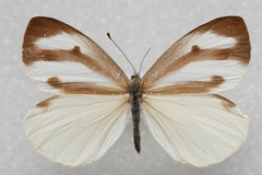 Talbotia naganum cisseis