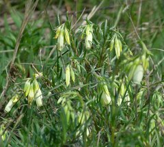 Onosma tanaitica