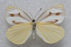 Talbotia naganum cisseis