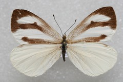 Talbotia naganum cisseis