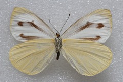Talbotia naganum cisseis