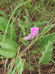 Ipomoea crassipes