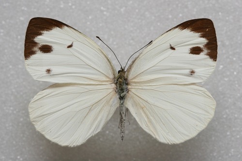 Talbotia naganum cisseis