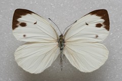 Talbotia naganum cisseis