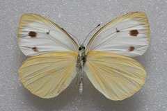 Talbotia naganum cisseis