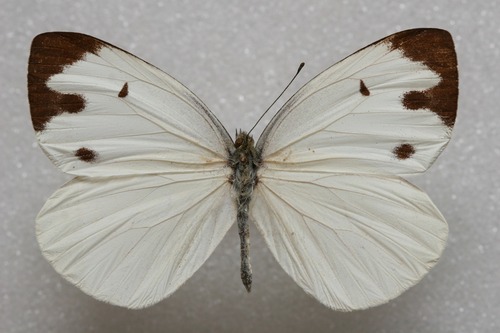 Dark-banded White
