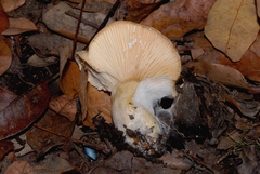 Lactarius mairei
