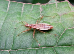 Nabis limbatus