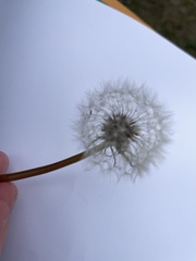 Taraxacum erythrospermum