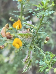 Adesmia confusa