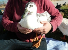 Anas platyrhynchos domesticus